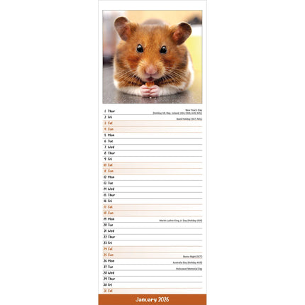 Avonside Hamster Kalender 2026 Slimline
