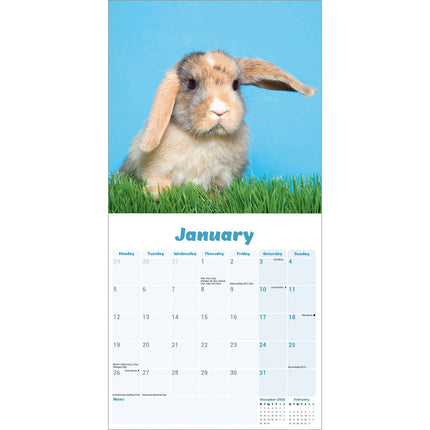 Avonside Hangoor Konijn Kalender 2026