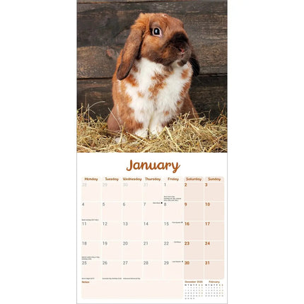 Avonside Hangoor Konijn Kalender 2027