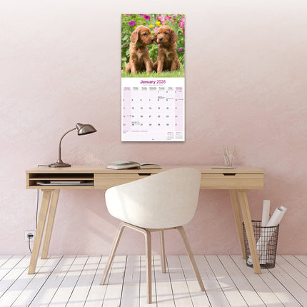 Avonside Ierse Setter Kalender 2026