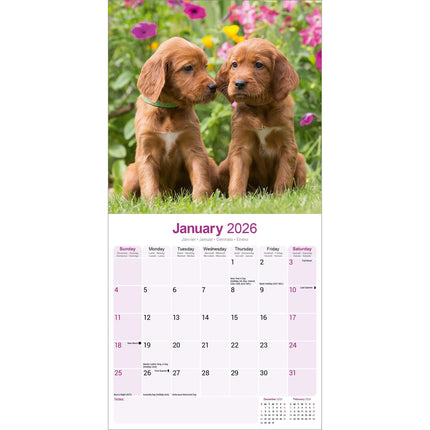 Avonside Ierse Setter Kalender 2026