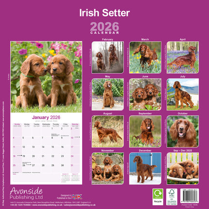 Avonside Ierse Setter Kalender 2026