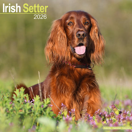 Avonside Ierse Setter Kalender 2026