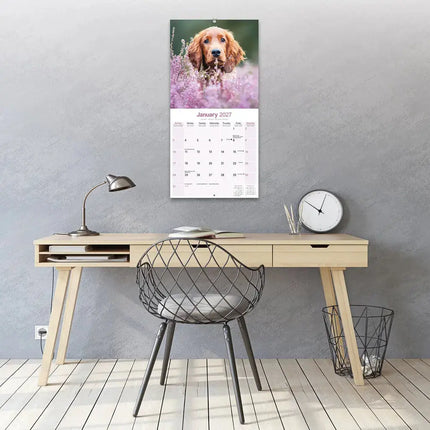 Avonside Ierse Setter Kalender 2027