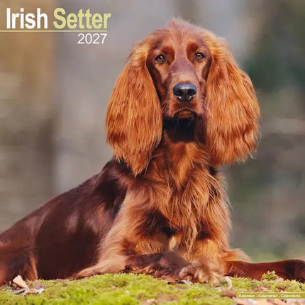 Avonside Ierse Setter Kalender 2027