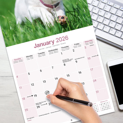 Avonside Jack Russell Terrier Kalender 2026