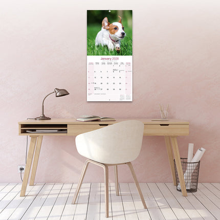 Avonside Jack Russell Terrier Kalender 2026