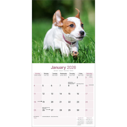 Avonside Jack Russell Terrier Kalender 2026