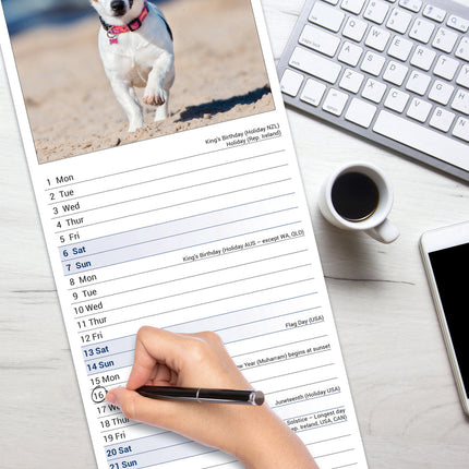 Avonside Jack Russell Terrier Kalender 2026 Slimline