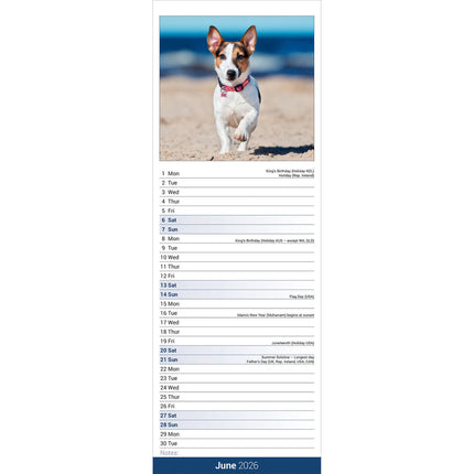 Avonside Jack Russell Terrier Kalender 2026 Slimline