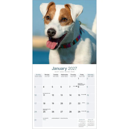 Avonside Jack Russell Terrier Kalender 2027