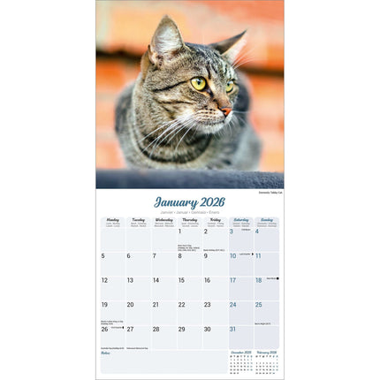 Avonside Katten Kalender 2026