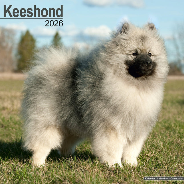 Avonside Keeshond Kalender 2026