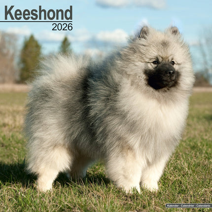 Avonside Keeshond Kalender 2026