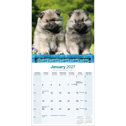 Avonside Keeshond Kalender 2027