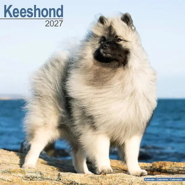 Avonside Keeshond Kalender 2027
