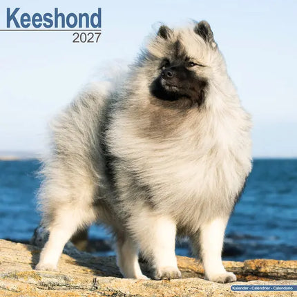 Avonside Keeshond Kalender 2027