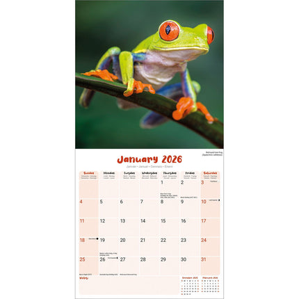 Avonside Kikker Kalender 2026