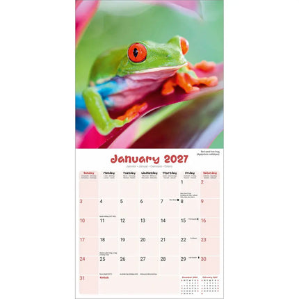 Avonside Kikker Kalender 2027