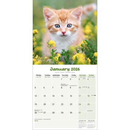 Avonside Kittens Kalender 2026