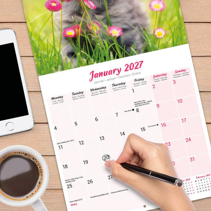 Avonside Kittens Kalender 2027