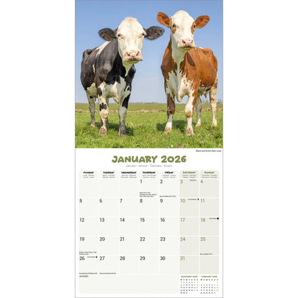 Avonside Koeien Kalender 2026