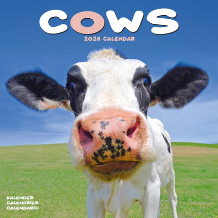 Avonside Koeien Kalender 2026