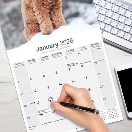Avonside Labradoodle Kalender 2026