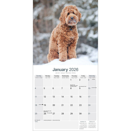 Avonside Labradoodle Kalender 2026