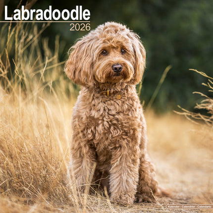 Avonside Labradoodle Kalender 2026