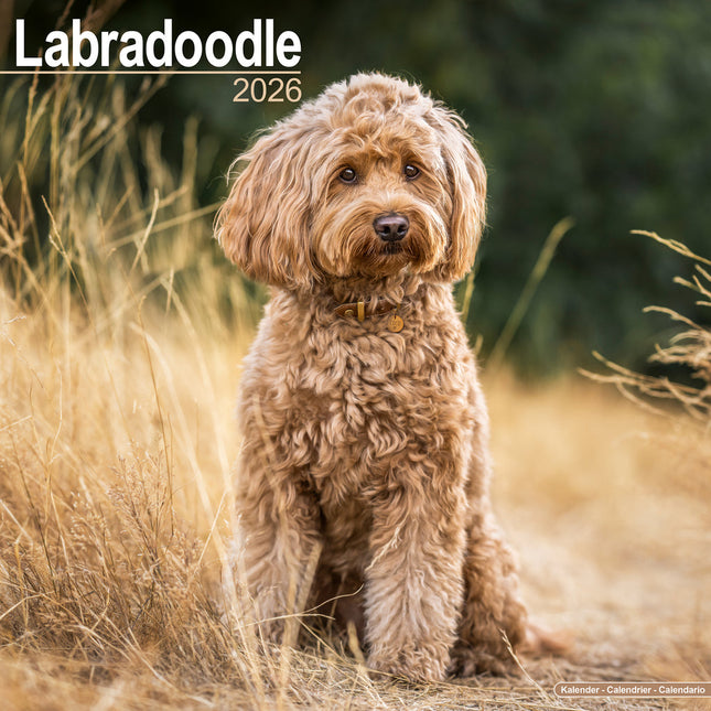 Avonside Labradoodle Kalender 2026