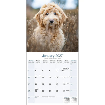 Avonside Labradoodle Kalender 2027