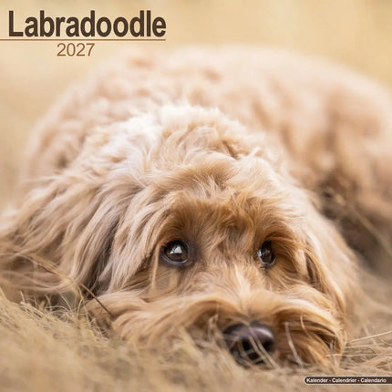 Avonside Labradoodle Kalender 2027