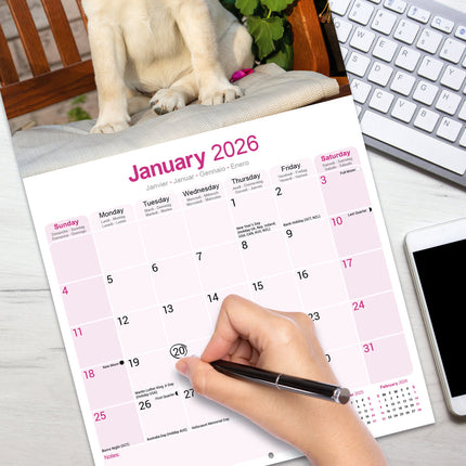 Avonside Labrador Retriever Blond Kalender 2026