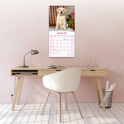 Avonside Labrador Retriever Blond Kalender 2026