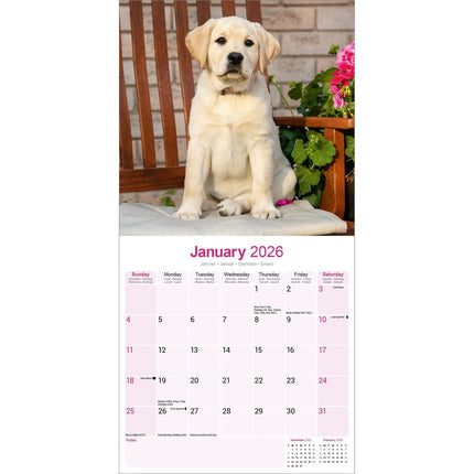 Avonside Labrador Retriever Blond Kalender 2026
