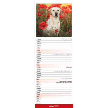 Avonside Labrador Retriever Blond Kalender 2026 Slimline
