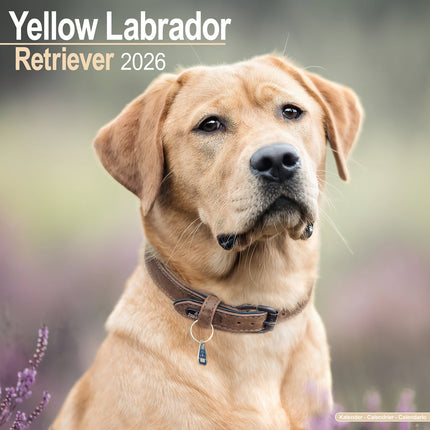 Avonside Labrador Retriever Blond Kalender 2027