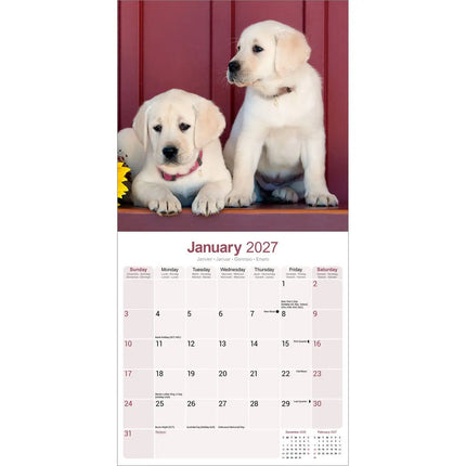 Avonside Labrador Retriever Blond Kalender 2027