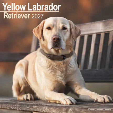 Avonside Labrador Retriever Blond Kalender 2027