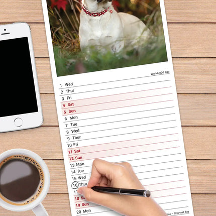 Avonside Labrador Retriever Blond Kalender 2027 Slimline