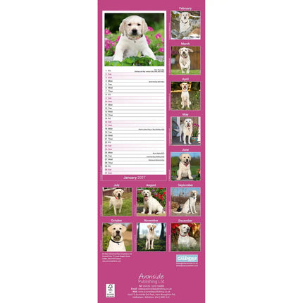 Avonside Labrador Retriever Blond Kalender 2027 Slimline