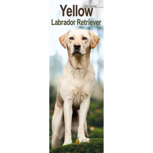 Avonside Labrador Retriever Blond Kalender 2027 Slimline