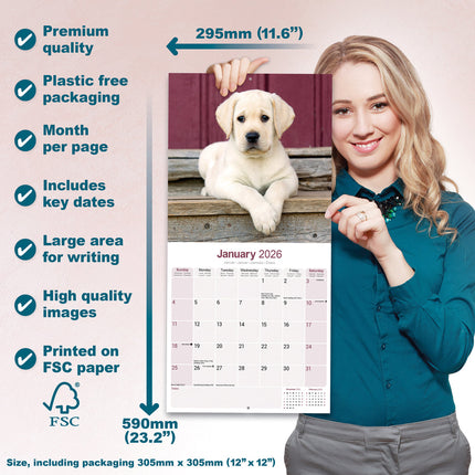 Avonside Labrador Retriever Blond Puppies Kalender 2026