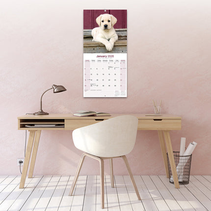 Avonside Labrador Retriever Blond Puppies Kalender 2026