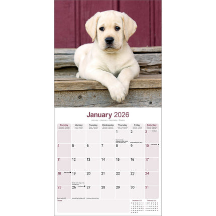 Avonside Labrador Retriever Blond Puppies Kalender 2026