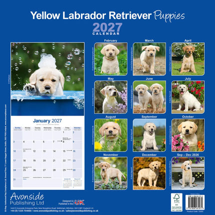 Avonside Labrador Retriever Blond Puppies Kalender 2027