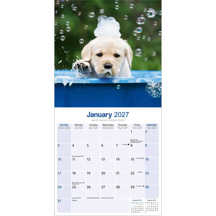 Avonside Labrador Retriever Blond Puppies Kalender 2027