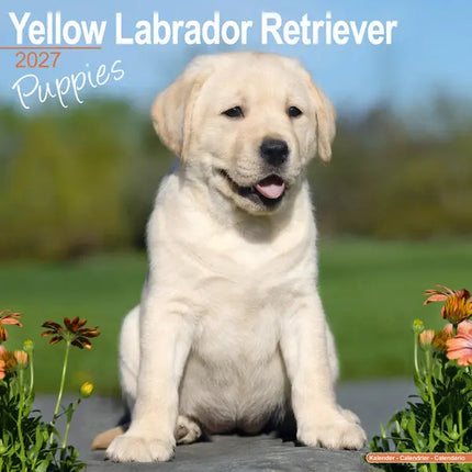 Avonside Labrador Retriever Blond Puppies Kalender 2027