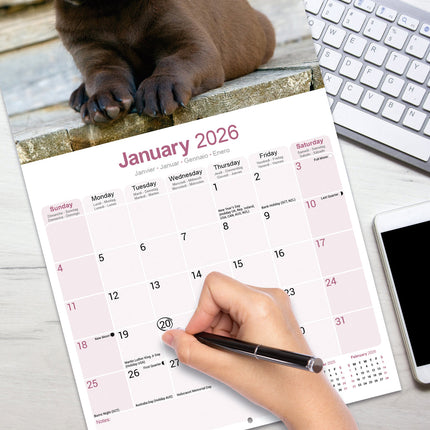 Avonside Labrador Retriever Bruin Kalender 2026